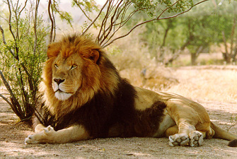 lion in hindi wikipedia lion in hindi wikipedia